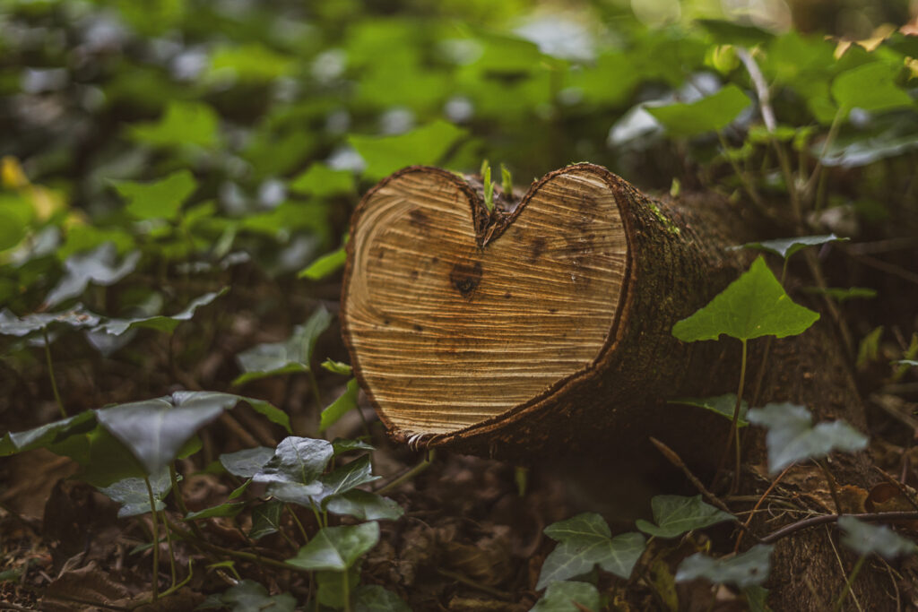 Photographie de détails de mariage